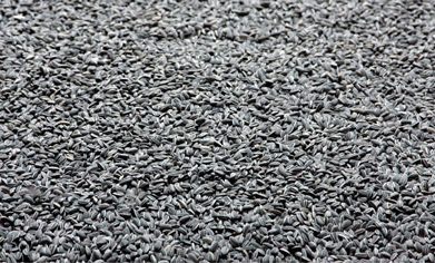 نظریه تقلید