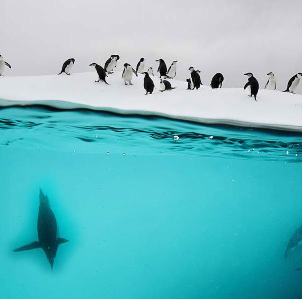 دوسالانه قطب جنوب