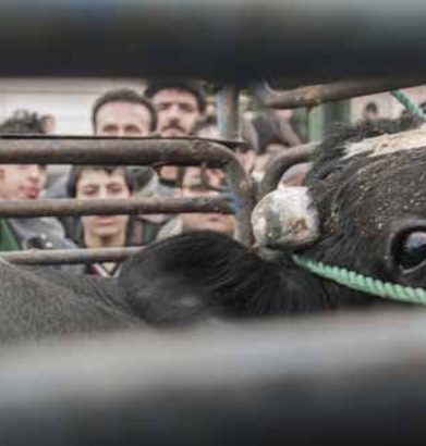 ژوبین میراسکندری