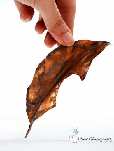 مینا قاسم زاده