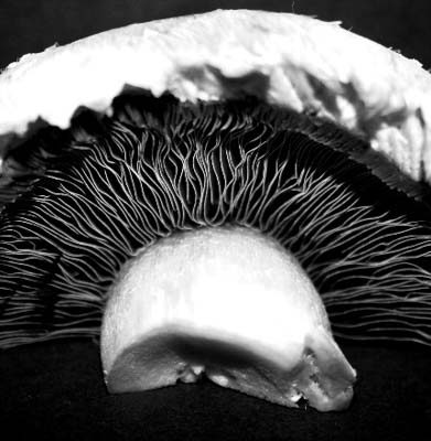 قهرمانی در دیدن