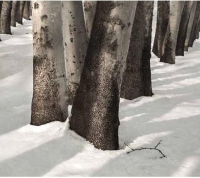 عباس کیارستمی و حراج تهران