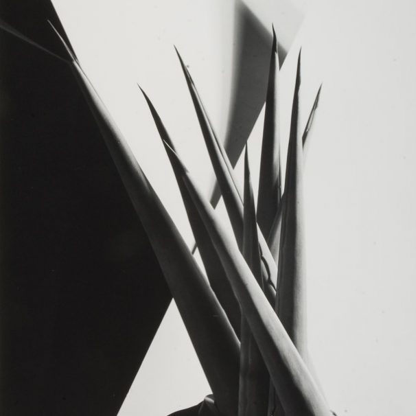 ایموجن کانینگهام