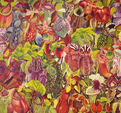 سپیده نور منش گل های گوشتخوار گالری ویترینه