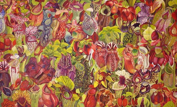 سپیده نور منش گل های گوشتخوار گالری ویترینه