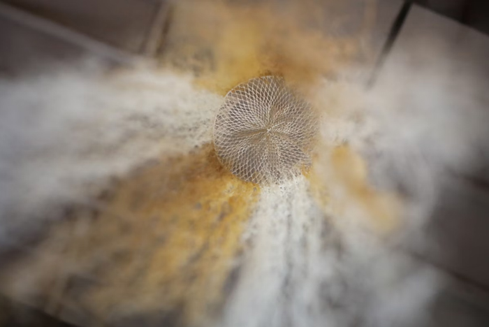 جولیانا گونگورا ستارگان دنیای هنر