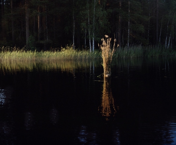 طبیعت و هنر مفهومی کارولینه هیورت ریتا ایکونن